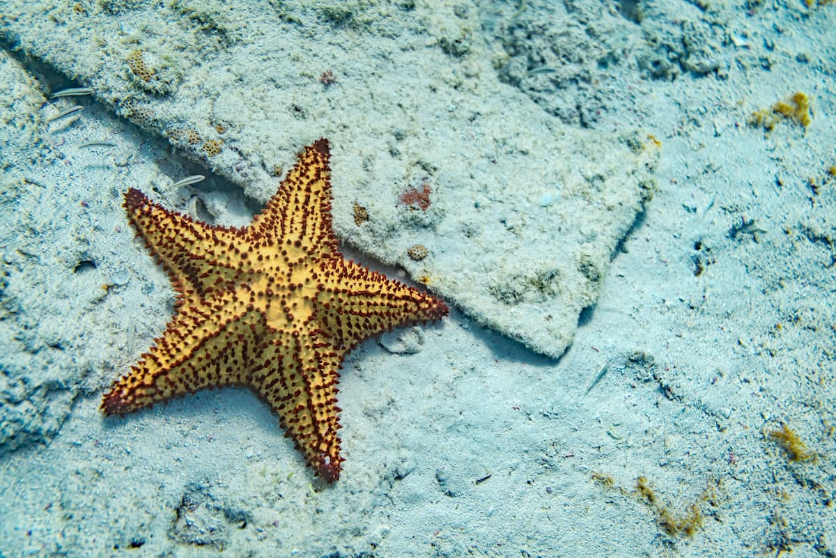 Echinoderms And Echinodermata - Starfish