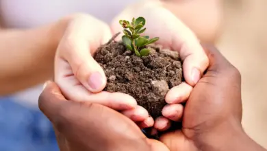 Eco-Friendly Gardening