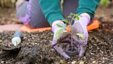 Eco-Friendly Gardening Planting Plant