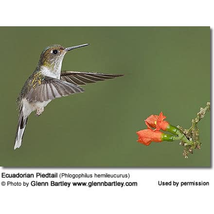 A small hummingbird, the Ecuadorian Piedtail, hovers mid-air in front of a vibrant red flower against a green background. The bird's wings are blurred from rapid movement. Photo credit to Glenn Bartley, as indicated in the image text.