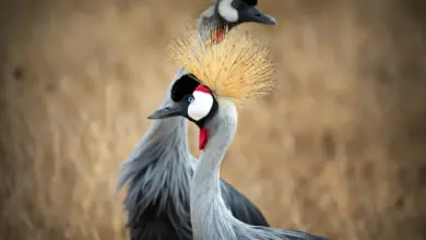 Two Black Crowned Cranes. Ed Szupel