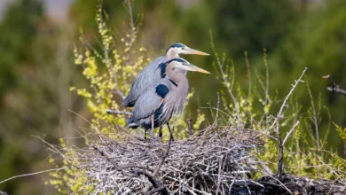 Ed Szupel Herons & Cormorants