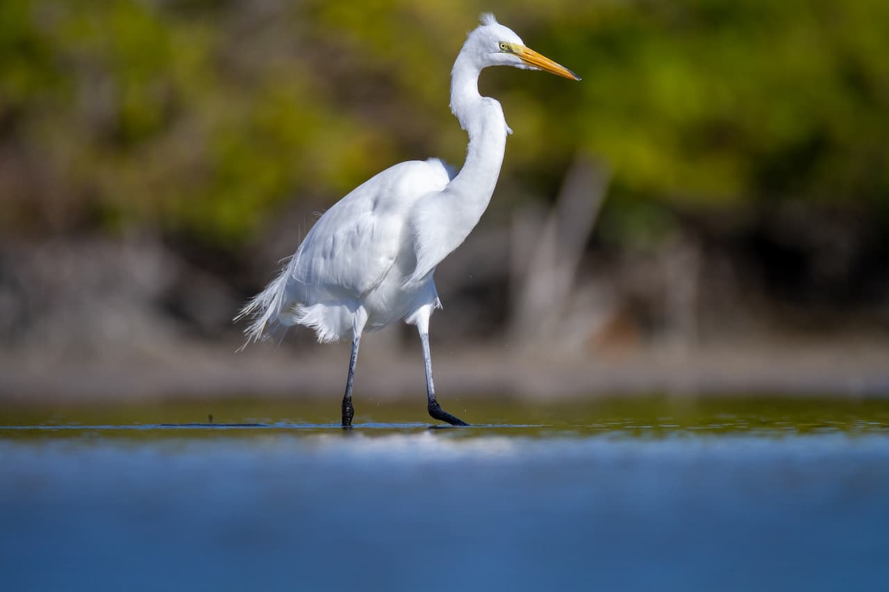 The Egrets Roaming Around The Water To Find Food