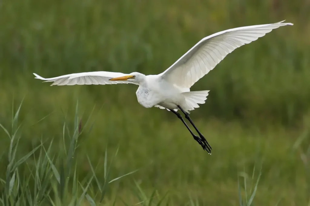 Egrets is on Flight 
