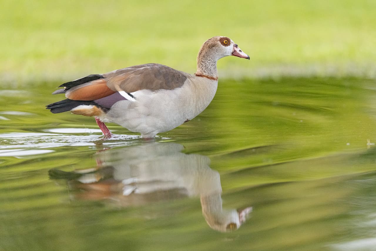 An Egyptian Goose In A Pond