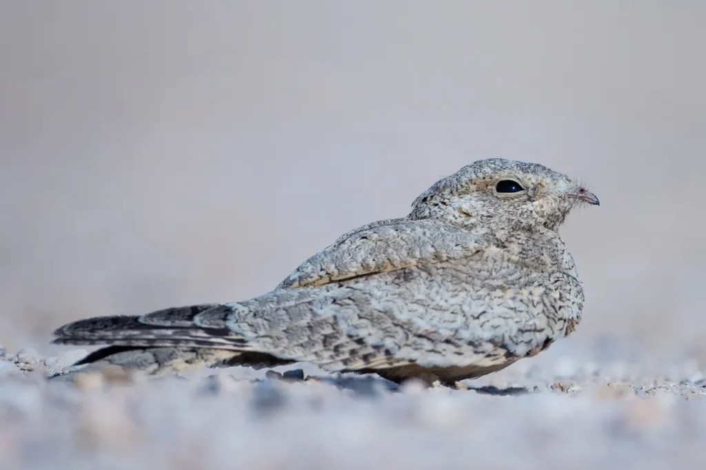 Egyptian Nightjars