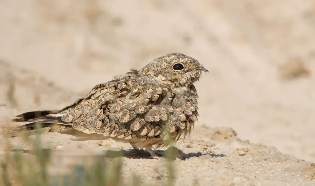 Egyptian Nightjars Image