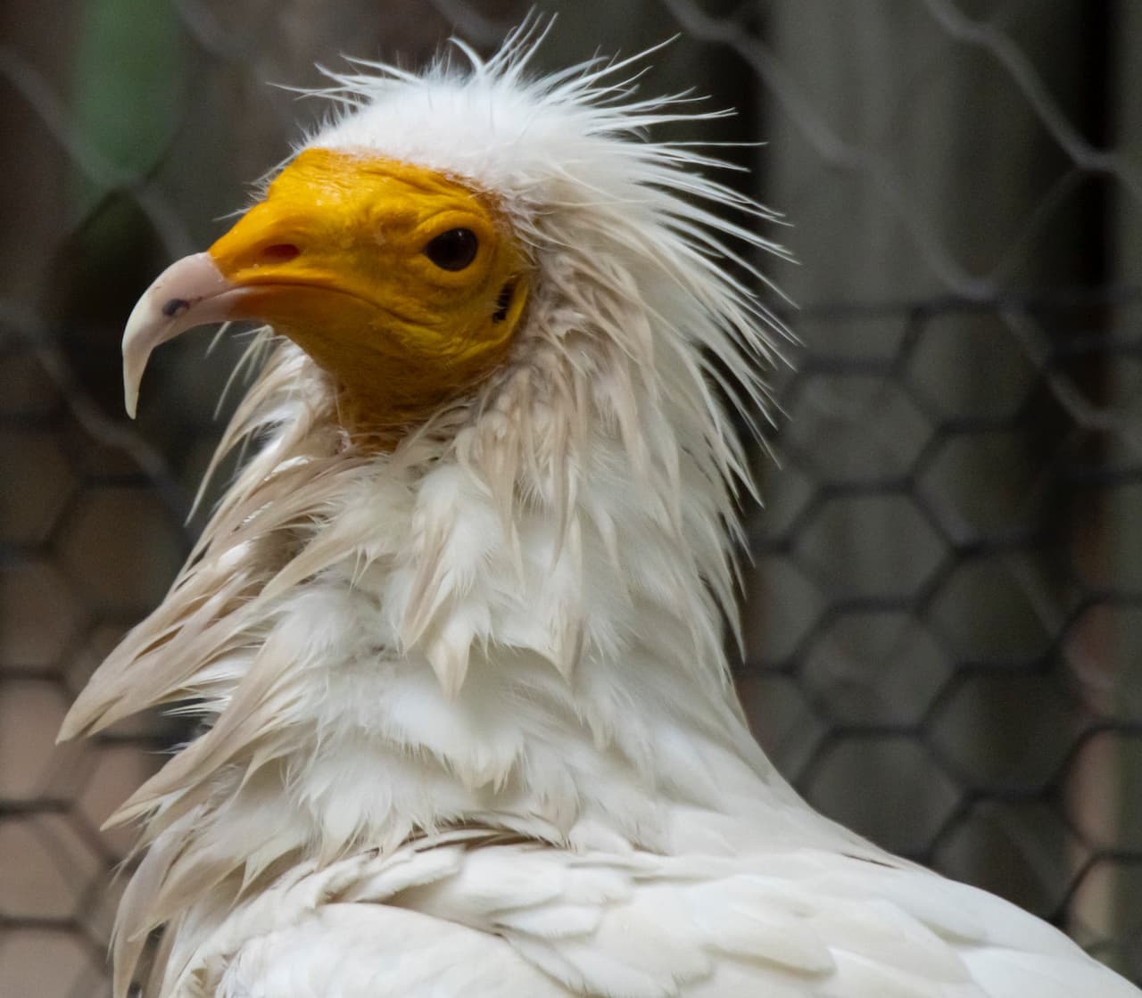 The Egyptian Vulture Close Up Photograph