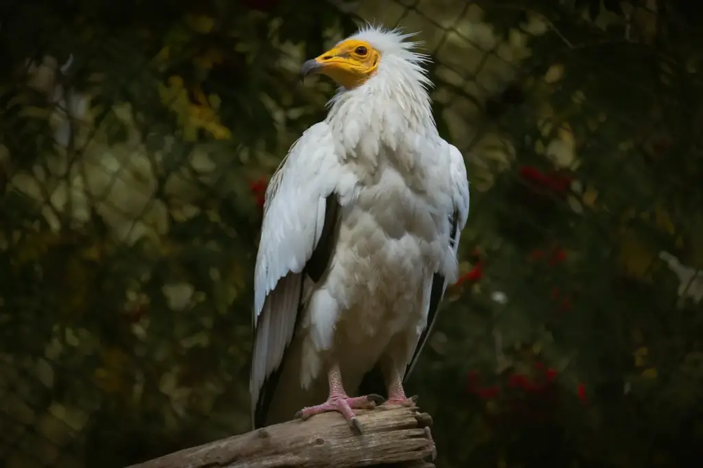 The Egyptian Vulture Standing on The Branch