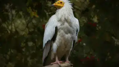 The Egyptian Vulture Standing on The Branch
