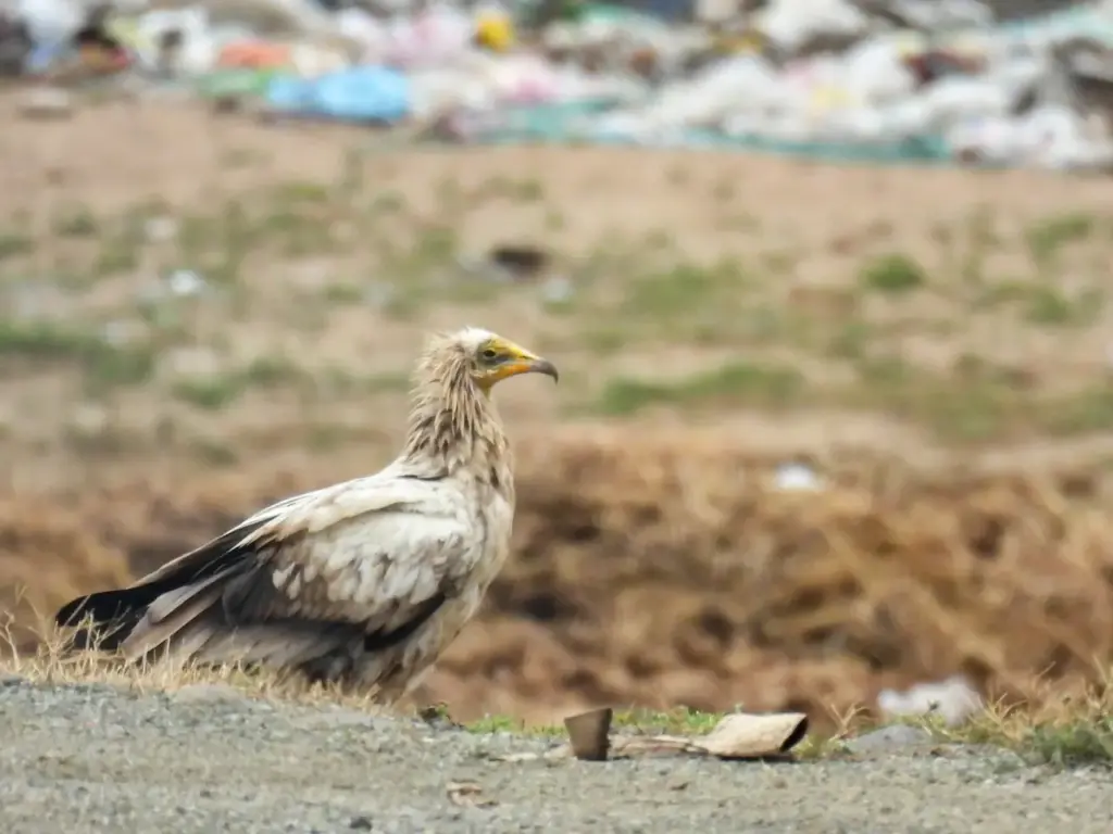 Egyptian Vulture Looking for Food