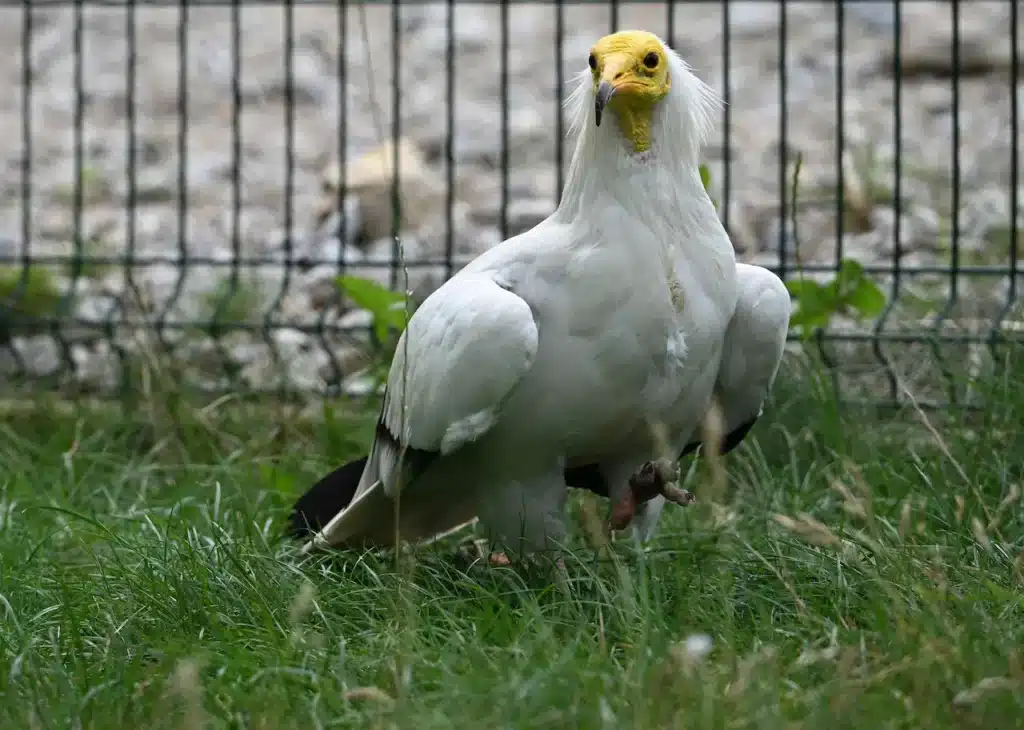 Egyptian Vultures