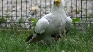 Egyptian Vultures
