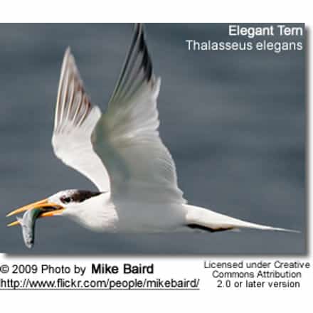 Elegant Tern with fish in its beak