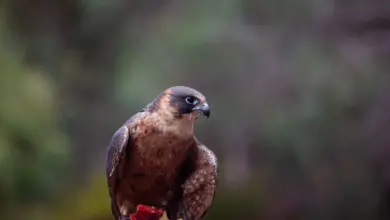 The Eleonora's Falcon