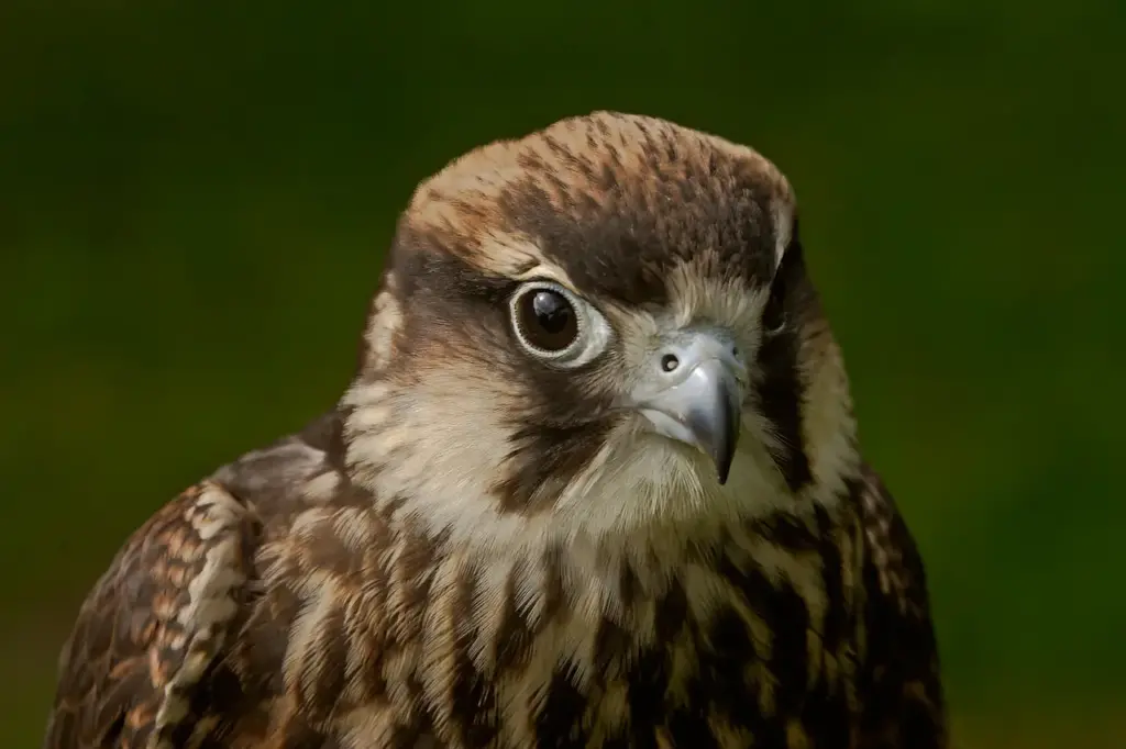 Head Shot of a Falcon Eleonora's Falcons