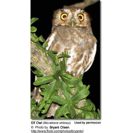 Elf Owls (Micrathene whitneyi)