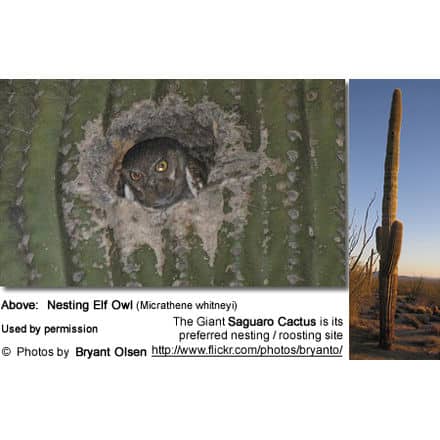 Nesting Elf Owl (Micrathene whitneyi) - nesting site: giant saguaro cactus