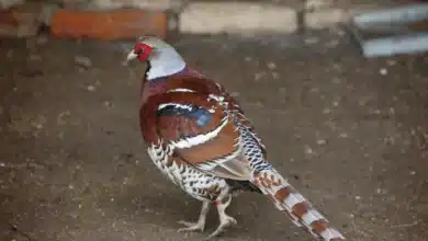 Elliot's Pheasants Looking for Food in the Ground