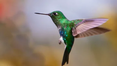 Emerald-bellied Pufflegs