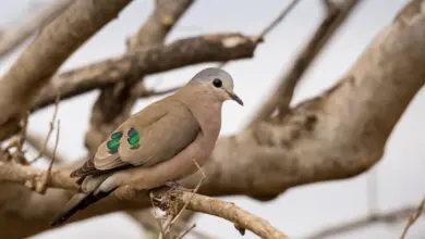 Emerald-spotted Wood Doves Perched on The Branch
