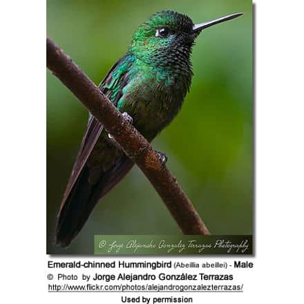 Close-up photo of an Emerald-chinned Hummingbird perched on a branch. The bird displays vibrant green plumage with a dark tail and beak. The background is slightly blurred, bringing the bird into sharp focus. © Jorge Alejandro González Terrazas. Used by permission.