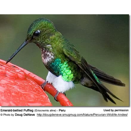 Emerald-bellied Puffleg (Eriocnemis aline) - Peru