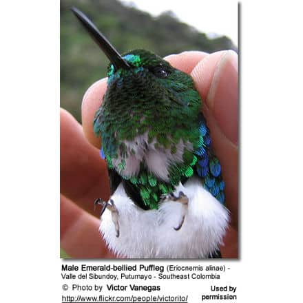 Male Emerald-bellied Puffleg (Eriocnemis alinae) - Valle del Sibundoy, Putumayo - Southeast Colombia