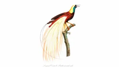 Emperor Bird of Paradise (Paradisaea guilielmi)