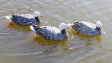 Three Emperor Geese on the Lake