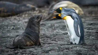 The Emperor Penguins with Sea Lion