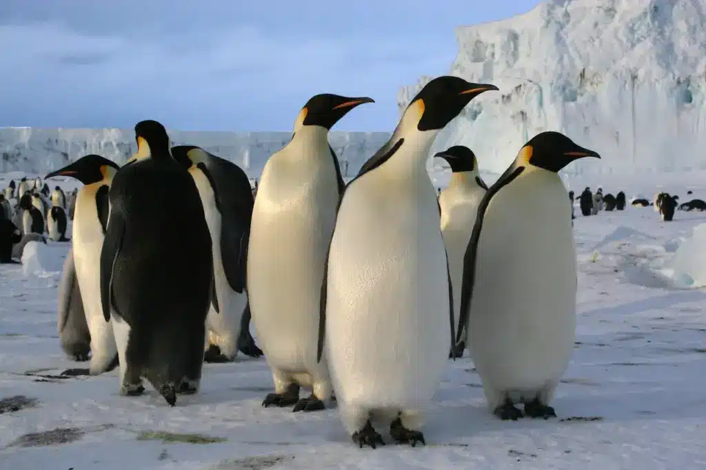 Group of Emperor Penguins in the Snow