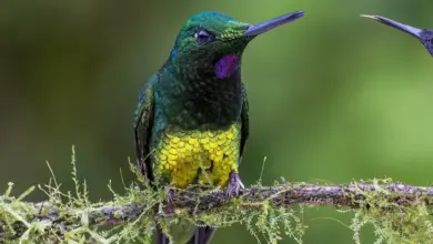 The Empress Brilliants Perched On A Branch