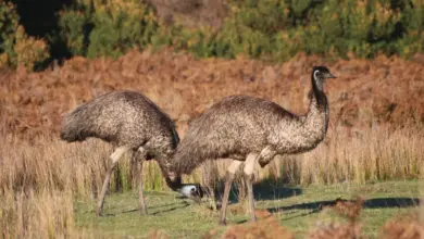 The Two Emus Are Searching For Foods