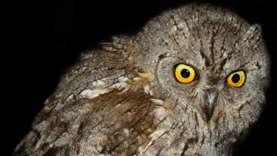 Enggano Scops Owl Close Up Image