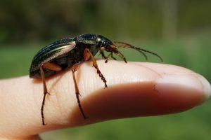 Entomology Glossary Beetle On Finger Close Up