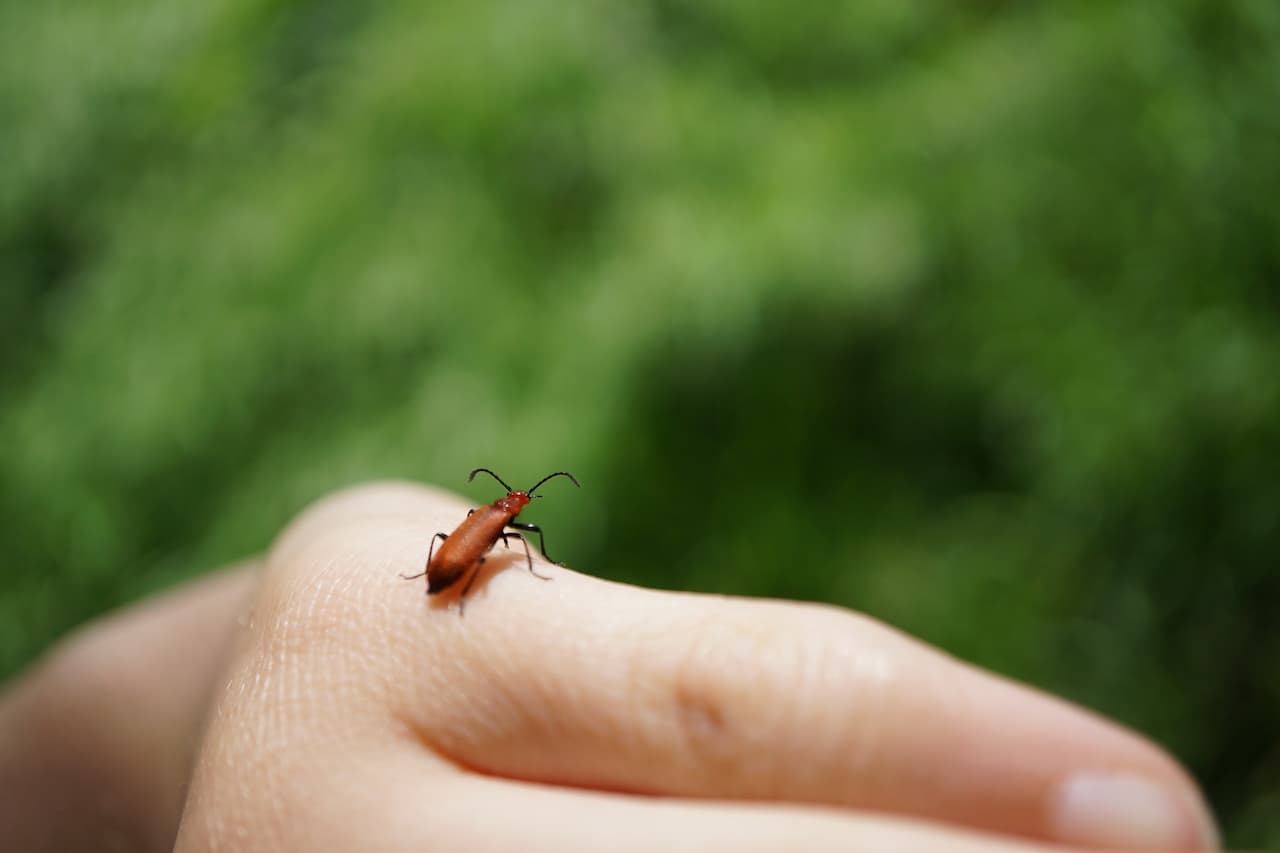 Entomology Glossary Bug On Hand