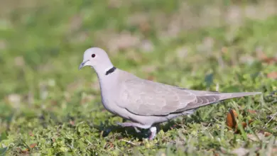 Eurasian Collared Dove On The Ground