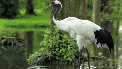 A Eurasian Crane Standing in the Water