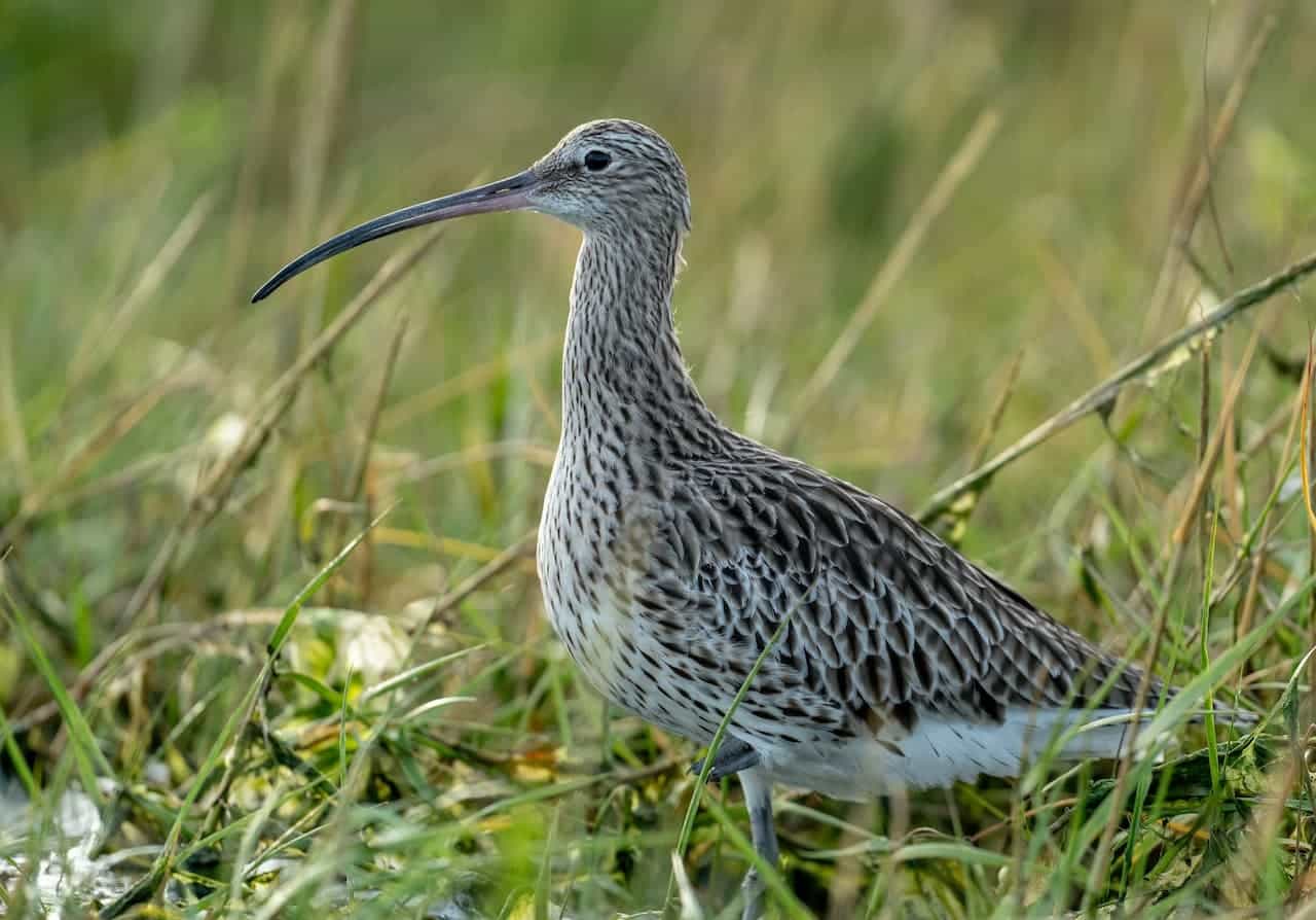 A Eurasian Curlews standing in the grass alone.