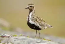 Eurasian Golden Plovers