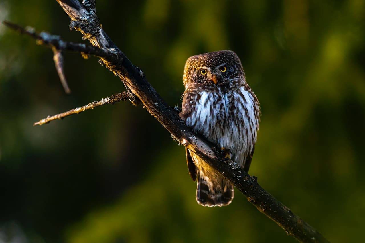 A Eurasian Pygmy Owl sitting alone on a branch in the forest.