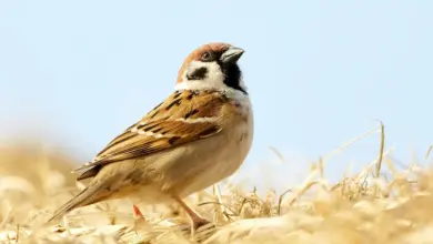 The Eurasian Sparrowhawks Looking For Prey