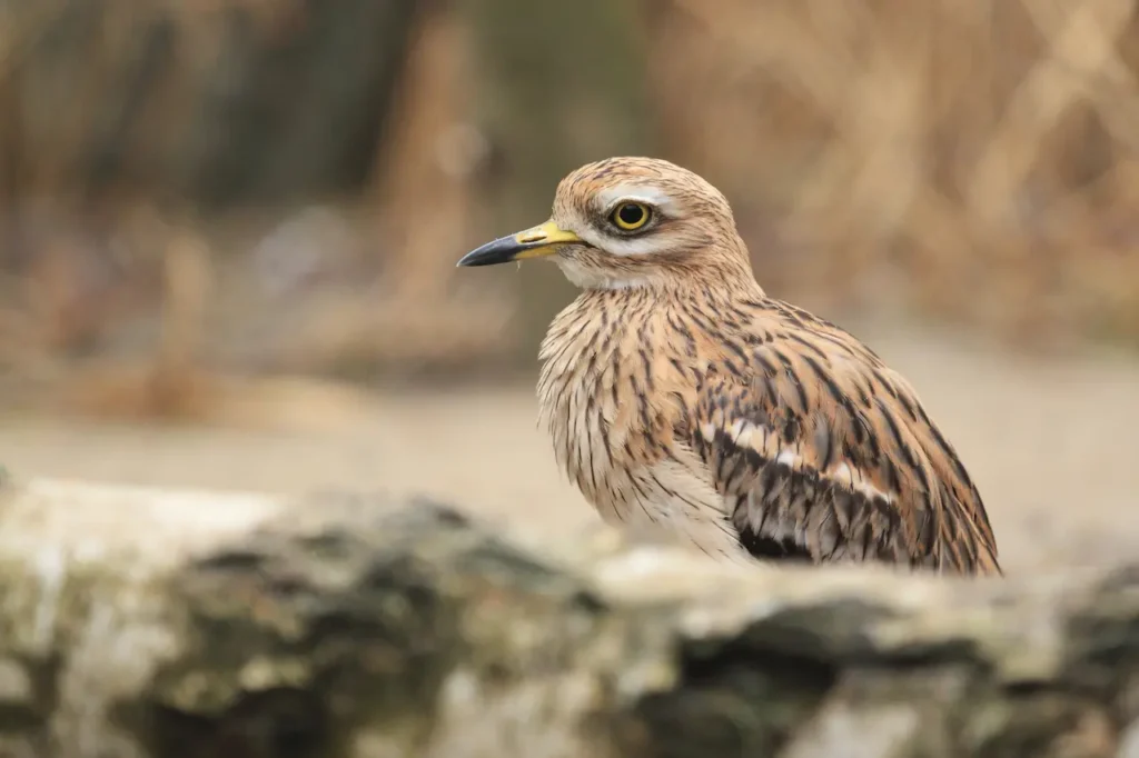 Eurasian Stone-curlews