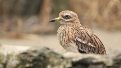 Eurasian Stone-curlews