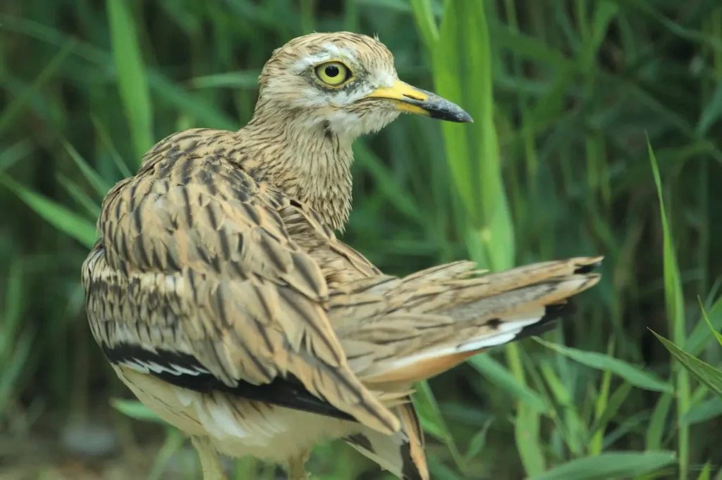 Eurasian Stone-curlews Image 