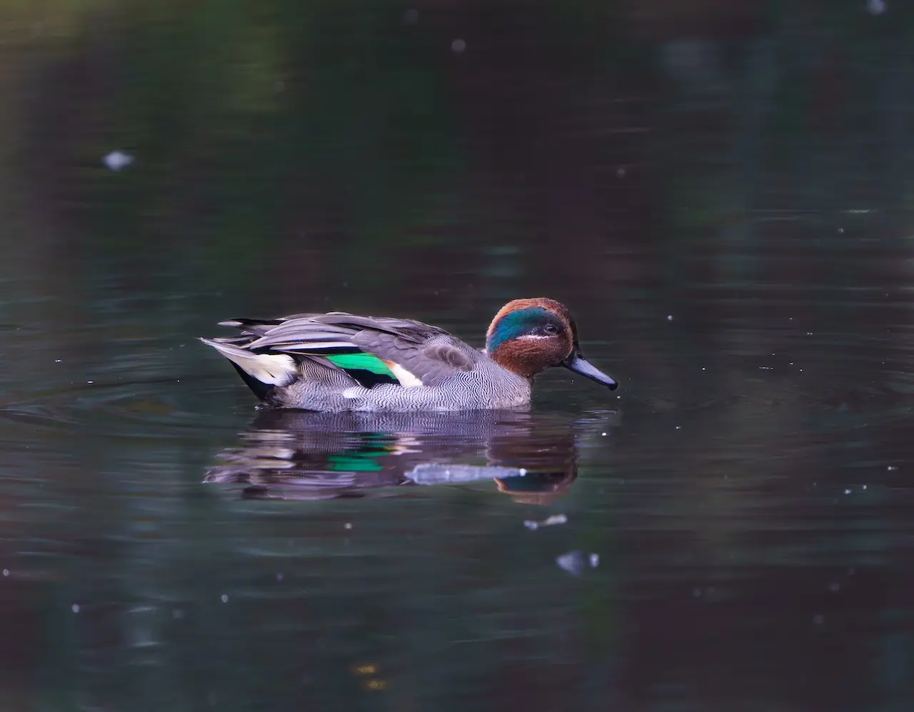 A Eurasian Teal Floating In The Water