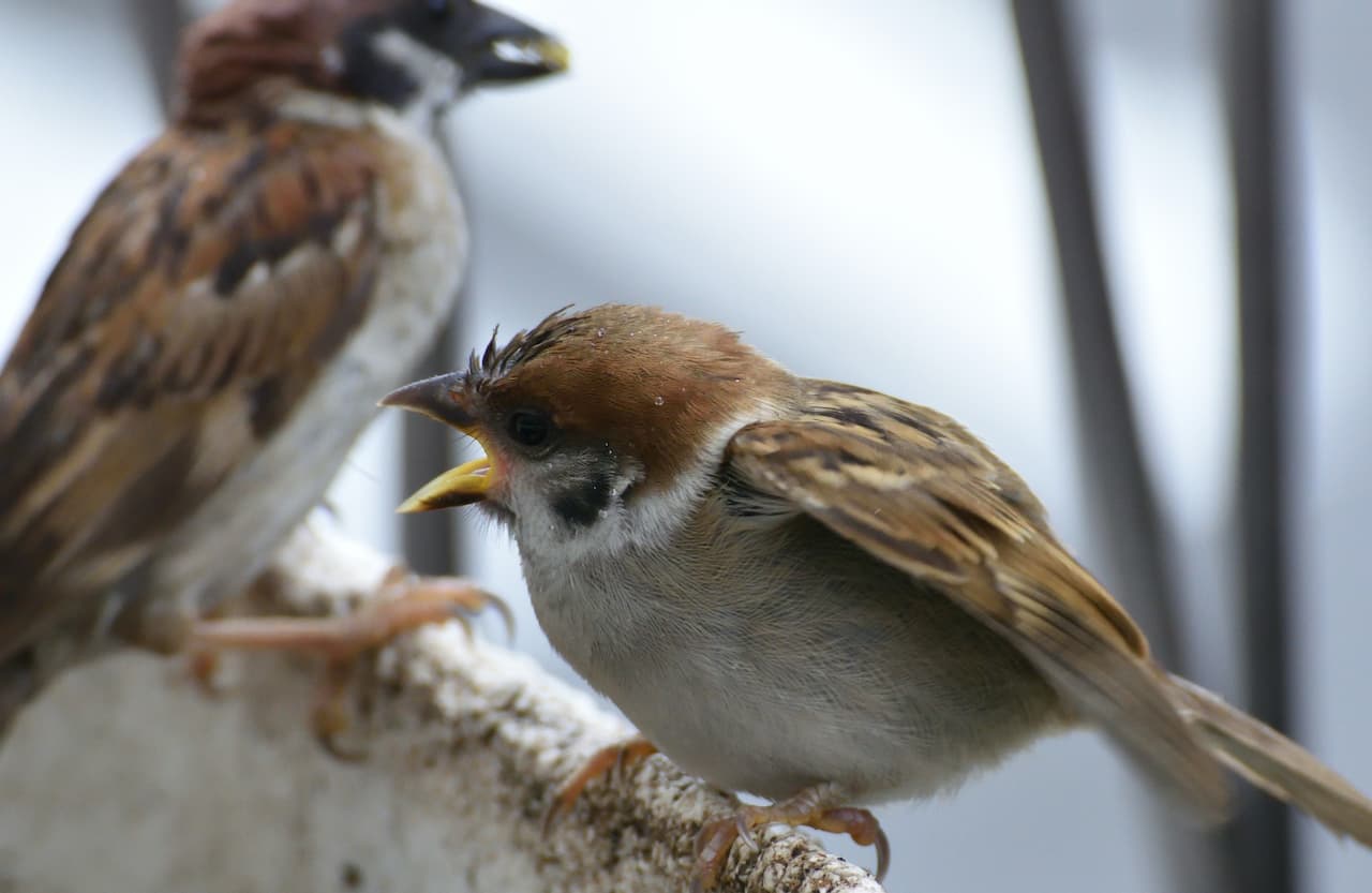 Two Eurasian Tree Sparrow birds sitting on a tree branch.