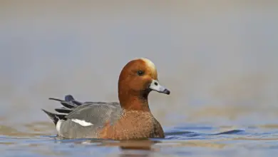 Image of Eurasian Wigeon Swimming in the Water