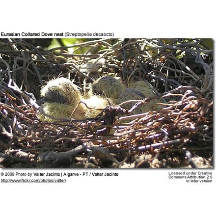 Eurasian Collared Dove nest (Streptopelia decaocto)
